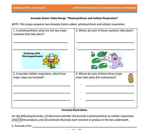 Log In. . Amoeba sisters video recap photosynthesis and cellular respiration worksheet